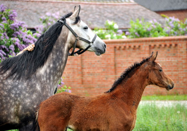 Trakehner Filly by Oliver Twist out of Teatime by Summertime - copyright Beate Langels, Trakehner Gestt Hmelschenburg