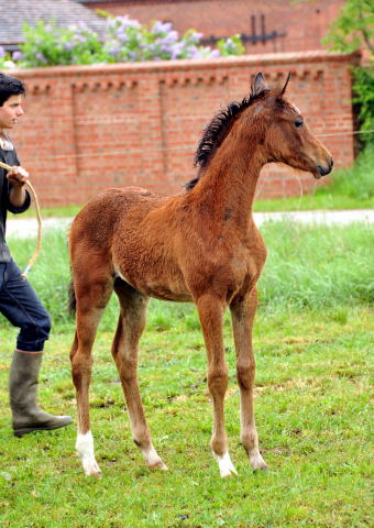 Trakehner Filly by Oliver Twist out of Teatime by Summertime - copyright Beate Langels, Trakehner Gestt Hmelschenburg