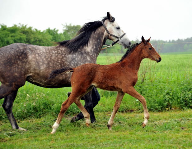 Stutfohlen von Oliver Twist u.d. Teatime v. Summertime - copyright Beate Langels, Trakehner Gestt Hmelschenburg