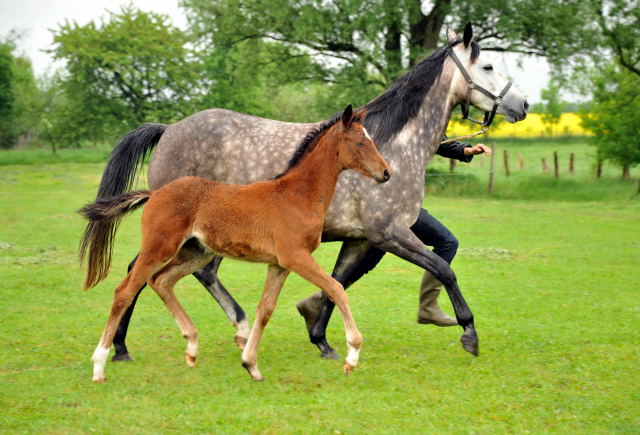 Trakehner Filly by Oliver Twist out of Teatime by Summertime - copyright Beate Langels, Trakehner Gestt Hmelschenburg