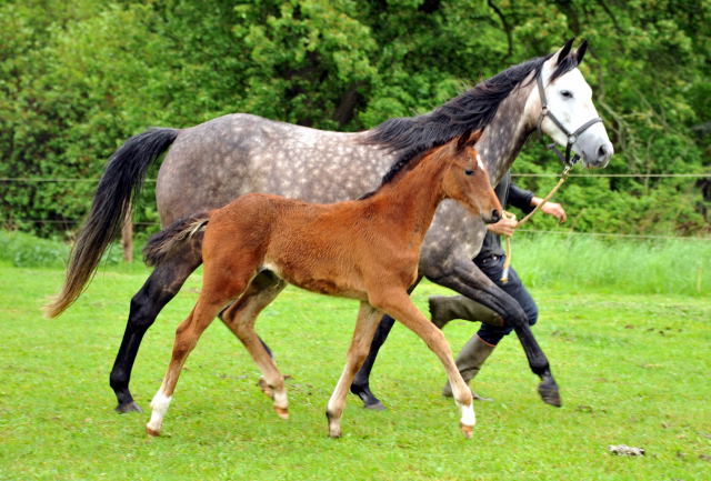 Stutfohlen von Oliver Twist u.d. Teatime v. Summertime - copyright Beate Langels, Trakehner Gestt Hmelschenburg