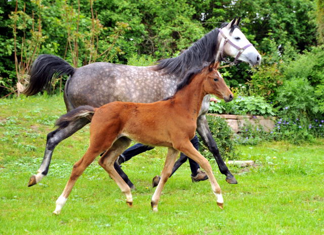 Trakehner Filly by Oliver Twist out of Teatime by Summertime - copyright Beate Langels, Trakehner Gestt Hmelschenburg