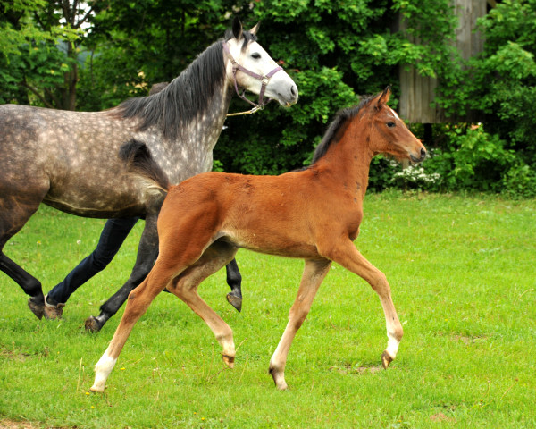 Stutfohlen von Oliver Twist u.d. Teatime v. Summertime - copyright Beate Langels, Trakehner Gestt Hmelschenburg