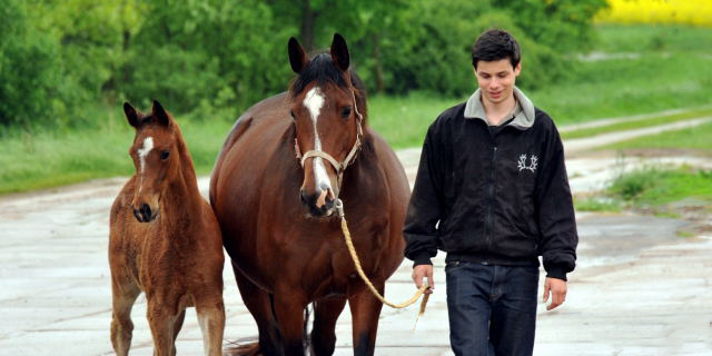 Kabriola - Trakehner Filly by Freudenfest out of Karalina by Exclusiv - copyright Beate Langels, Trakehner Gestt Hmelschenburg