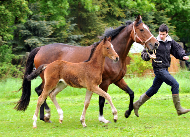 Kabriola - Trakehner Stutfohlen  von Freudenfest u.d. Karalina v. Exclusiv - copyright Beate Langels, Trakehner Gestt Hmelschenburg