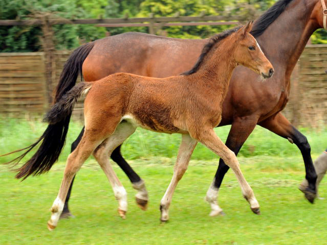 Kabriola - Trakehner Stutfohlen  von Freudenfest u.d. Karalina v. Exclusiv - copyright Beate Langels, Trakehner Gestt Hmelschenburg