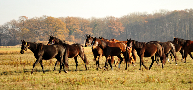 Zweijhrige Stuten am 17.November 2018 im Gestt Schpitz - Foto: Beate Langels