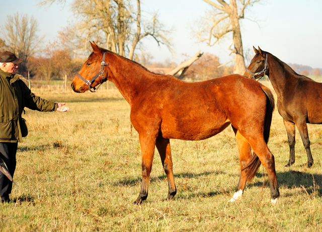 Kaarina - zweijhrige Trakehner Stute von High Motion u.d. Karalina v. Exclusiv - im Gestt Schplitz - Foto Beate Langels - Gestt Hmelschenburg