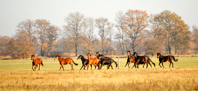 Zweijhrige Stuten am 17.November 2018 im Gestt Schpitz - Foto: Beate Langels