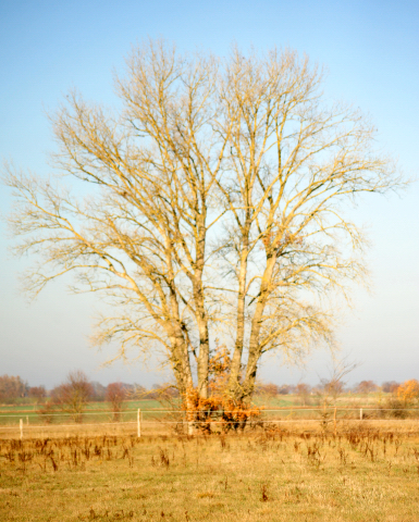 Zweijhrige Stuten am 17.November 2018 im Gestt Schpitz - Foto: Beate Langels