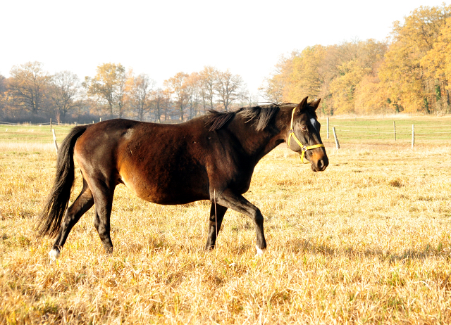 Schwalbenmrchen v. Kostolany am 17.November 2018 im Gestt Schpitz - Foto: Beate Langels