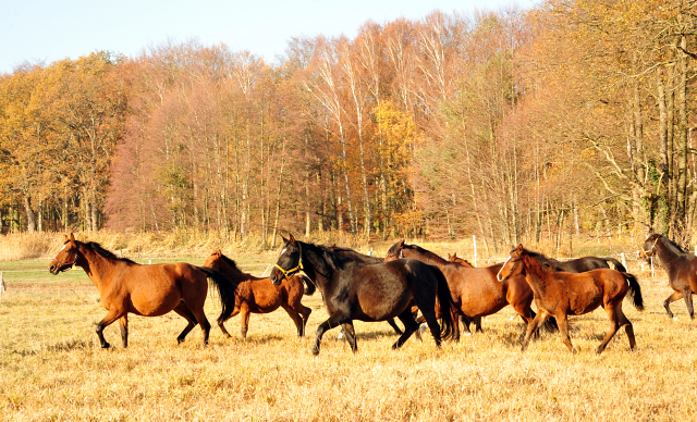 Stuten und Fohlen am 17.November 2018 im Gestt Schpitz - Foto: Beate Langels