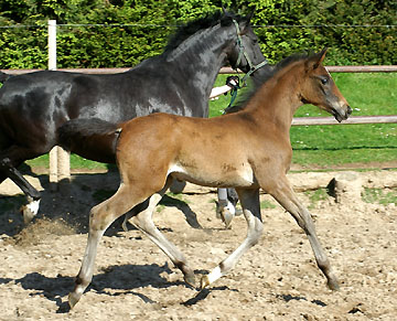 Anfang Mai 2008: Hengstfohlen a.d. Schwalbenflair von Exclusiv, Trakehner Gestt Hmelschenburg - Beate Langels