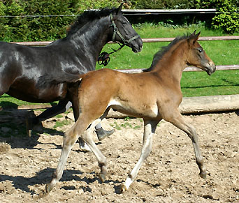 Anfang Mai 2008: Hengstfohlen a.d. Schwalbenflair von Exclusiv, Trakehner Gestt Hmelschenburg - Beate Langels