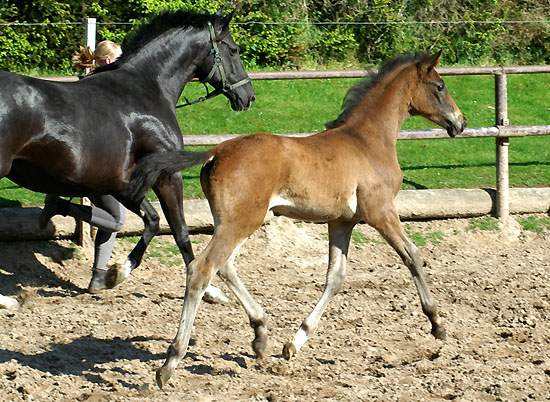 Anfang Mai 2008: Hengstfohlen a.d. Schwalbenflair von Exclusiv, Trakehner Gestt Hmelschenburg - Beate Langels
