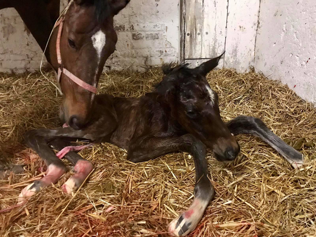 Trakehner Filly by Karakallis out of Val de Vienne by Exclusiv - Foto  Langels