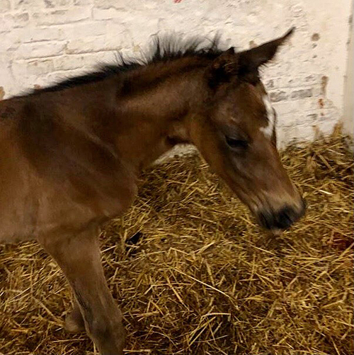 Trakehner Filly by Karakallis out of Val de Vienne by Exclusiv - Foto Bernhard Langels