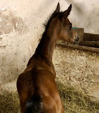 Trakehner Filly by Karakallis out of Val de Vienne by Exclusiv - Foto Bernhard Langels