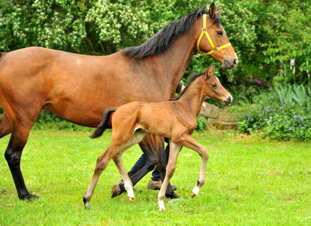  Trakehner Colt by Exclusiv out of Schwalbenfee by Freudenfest - Foto: Beate Langels