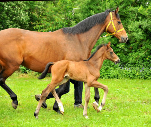  Trakehner Colt by Exclusiv out of Schwalbenfee by Freudenfest - Foto: Beate Langels