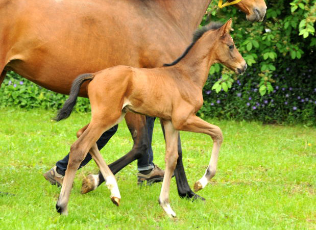  Trakehner Hengstfohlen von Exclusiv u.d. Schwalbenfee v. Freudenfest - Foto: Beate Langels