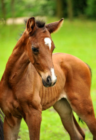  Trakehner Colt by Exclusiv out of Schwalbenfee by Freudenfest - Foto: Beate Langels