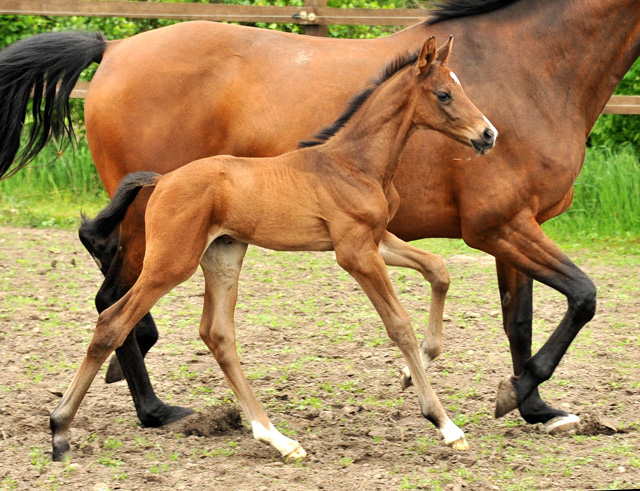  Trakehner Colt by Exclusiv out of Schwalbenfee by Freudenfest - Foto: Beate Langels