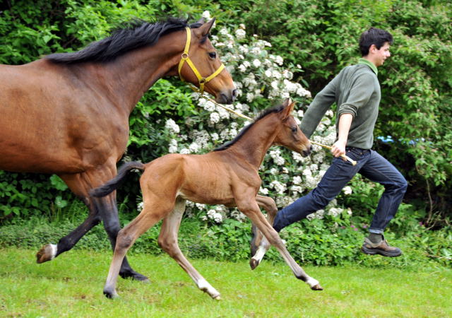  Trakehner Colt by Exclusiv out of Schwalbenfee by Freudenfest - Foto: Beate Langels