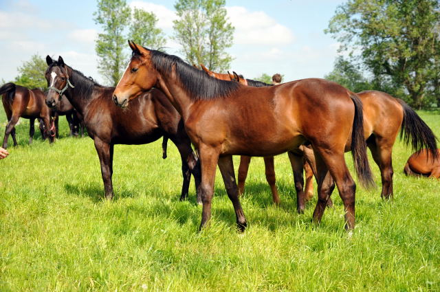 Jhrlingshengst von Symont u.d. Amarelia v. Lauries Crusador xx -(Zchter u. Besitzer: P. Oellrich, Springe) im Gestt Schplitz im Mai 2013 - Foto: Trakehner Gestt Hmelschenburg- Beate Langels