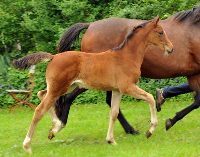 Kabriola - Trakehner Stutfohlen  von Freudenfest u.d. Karalina v. Exclusiv - copyright Beate Langels, Trakehner Gestüt Hämelschenburg