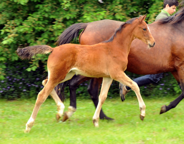Kabriola - Trakehner Stutfohlen  von Freudenfest u.d. Karalina v. Exclusiv - copyright Beate Langels, Trakehner Gestüt Hämelschenburg