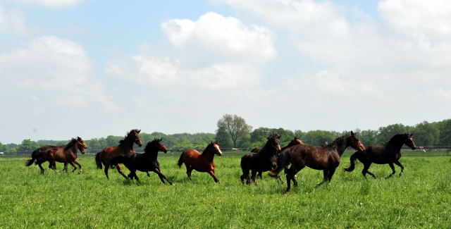 Die Gruppe der Jährlingsstuten im Gestüt Schäplitz - Foto: Beate Langels, Trakehner Gestüt Hämelschenburg