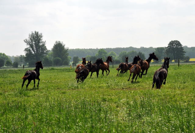 Die Gruppe der Jährlingsstuten im Gestüt Schäplitz - Foto: Beate Langels, Trakehner Gestüt Hämelschenburg