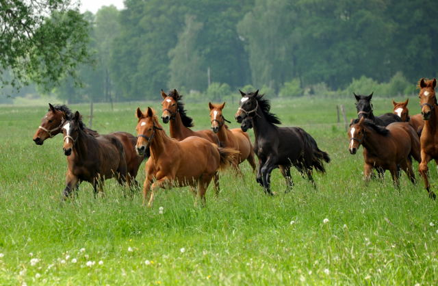 Die Gruppe der Jährlingsstuten im Gestüt Schäplitz - Foto: Beate Langels, Trakehner Gestüt Hämelschenburg