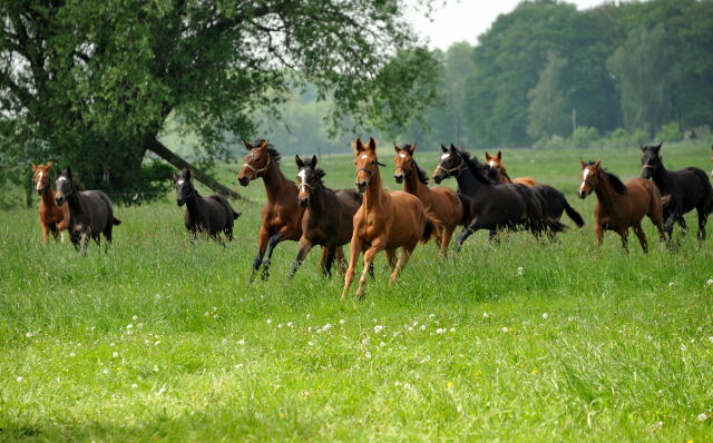 Die Gruppe der Jährlingsstuten im Gestüt Schäplitz - Foto: Beate Langels, Trakehner Gestüt Hämelschenburg