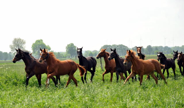 Die Gruppe der Jährlingsstuten im Gestüt Schäplitz - Foto: Beate Langels, Trakehner Gestüt Hämelschenburg