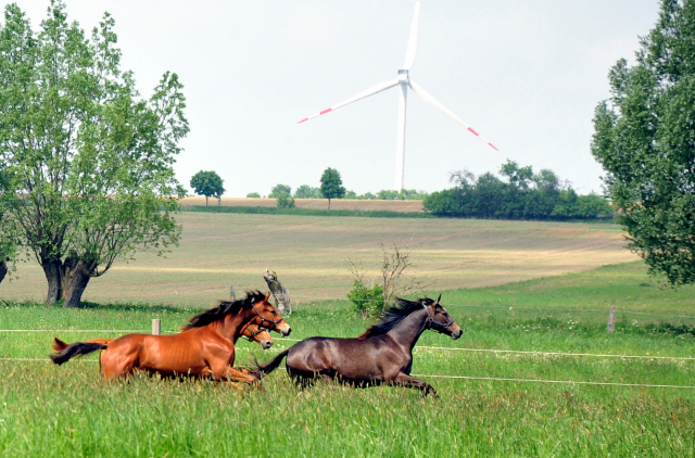 Die Gruppe der Jhrlingsstuten im Gestt Schplitz - Foto: Beate Langels, Trakehner Gestt Hmelschenburg