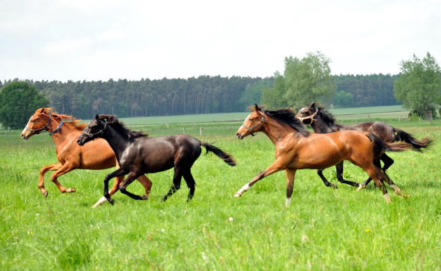 Die Gruppe der Jährlingsstuten im Gestüt Schäplitz - Foto: Beate Langels, Trakehner Gestüt Hämelschenburg