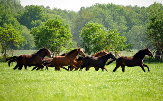 Die Gruppe der Jährlingshengste im Gestüt Schäplitz - Foto: Beate Langels, Trakehner Gestüt Hämelschenburg
