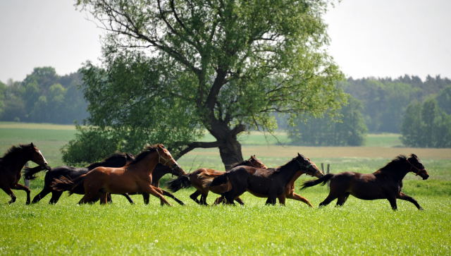 Die Gruppe der Jährlingshengste im Gestüt Schäplitz - Foto: Beate Langels, Trakehner Gestüt Hämelschenburg