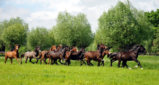 Die Gruppe der Jährlingshengste im Gestüt Schäplitz - Foto: Beate Langels, Trakehner Gestüt Hämelschenburg