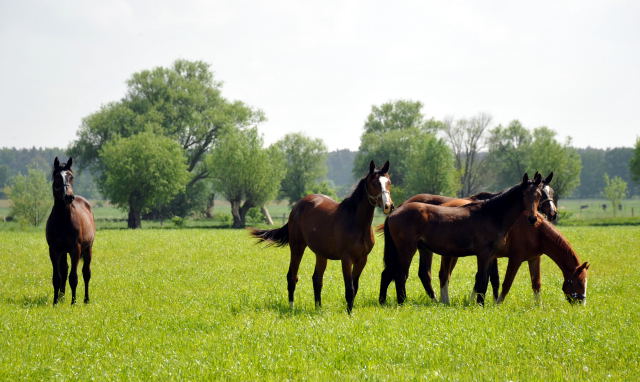 Die Gruppe der Jährlingshengste im Gestüt Schäplitz - Foto: Beate Langels, Trakehner Gestüt Hämelschenburg