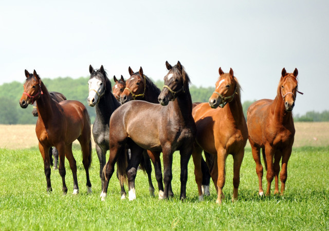 die 2jhrigen Hengste im Gestt Schplitz - Foto: Beate Langels, Trakehner Gestt Hmelschenburg