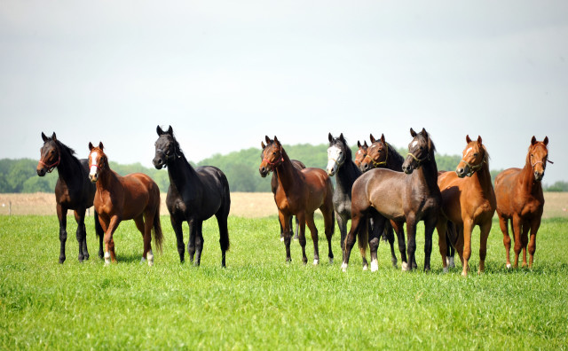 die 2jhrigen Hengste im Gestt Schplitz - Foto: Beate Langels, Trakehner Gestt Hmelschenburg