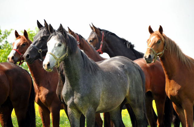 die 2jährigen Hengste im Gestüt Schäplitz - Foto: Beate Langels, Trakehner Gestüt Hämelschenburg