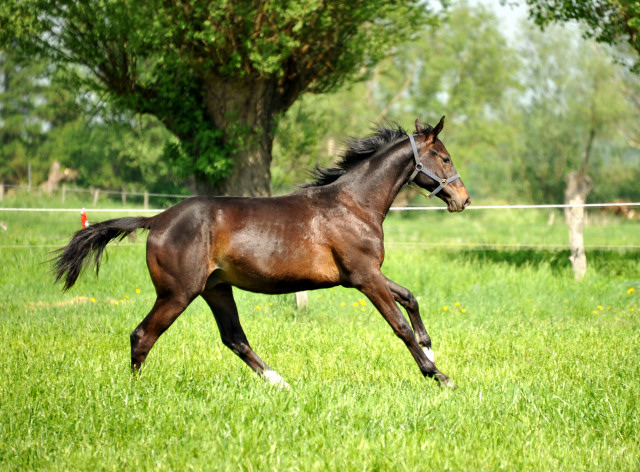 Jhrlingshengst von Summertime u.d. Thirica v. Enrico Caruso im Gestt Schplitz im Mai 2013 - Foto: Trakehner Gestt Hmelschenburg- Beate Langels