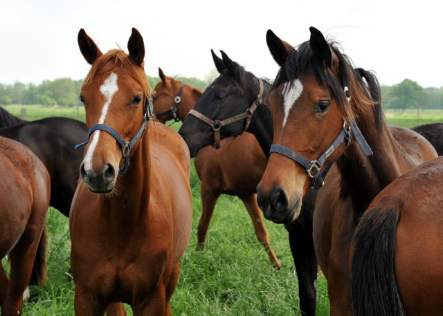 Varinia von Symont und Katniss Everdeen von Saint Cyr - als Jhrlinge im Gestt Schplitz im Mai 2013 - Foto: Trakehner Gestt Hmelschenburg- Beate Langels