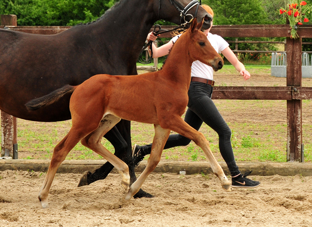 Trakehner Hengstfohlen von Imperio u.d. Schwalbensage v. Grand Corazn
 - Trakehner Gestt Hmelschenburg - Beate Langels