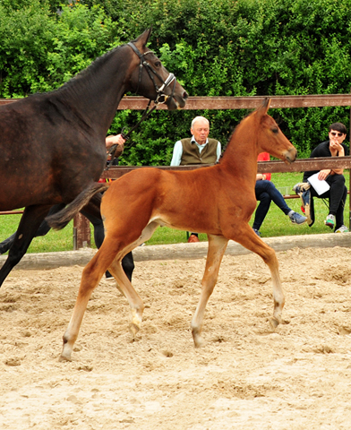 Trakehner Hengstfohlen von Imperio u.d. Schwalbensage v. Grand Corazn
 - Trakehner Gestt Hmelschenburg - Beate Langels