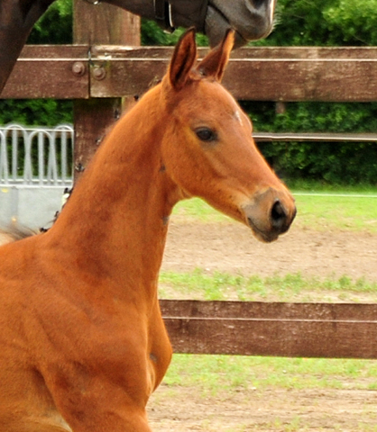 Trakehner Hengstfohlen von Imperio u.d. Schwalbensage v. Grand Corazn
 - Trakehner Gestt Hmelschenburg - Beate Langels